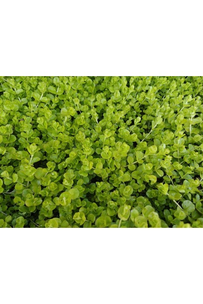 Lysimachia nummularia зелена форма крупним планом